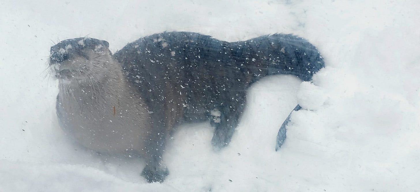 River otter lounging on his belly amidst flying snowflakes.
