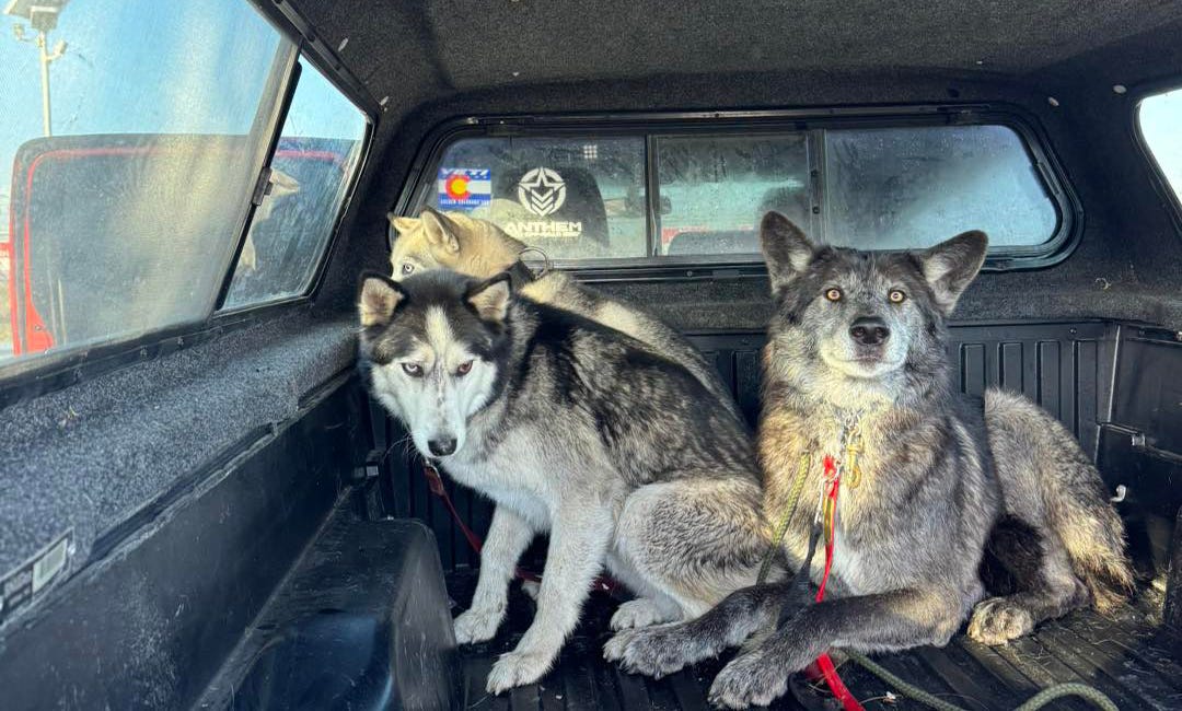 Wolfdog found - he's now safe at home 