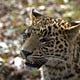 The Leopard