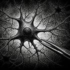 PERSUASION: The Neuroscience of Non-Coercive Influence