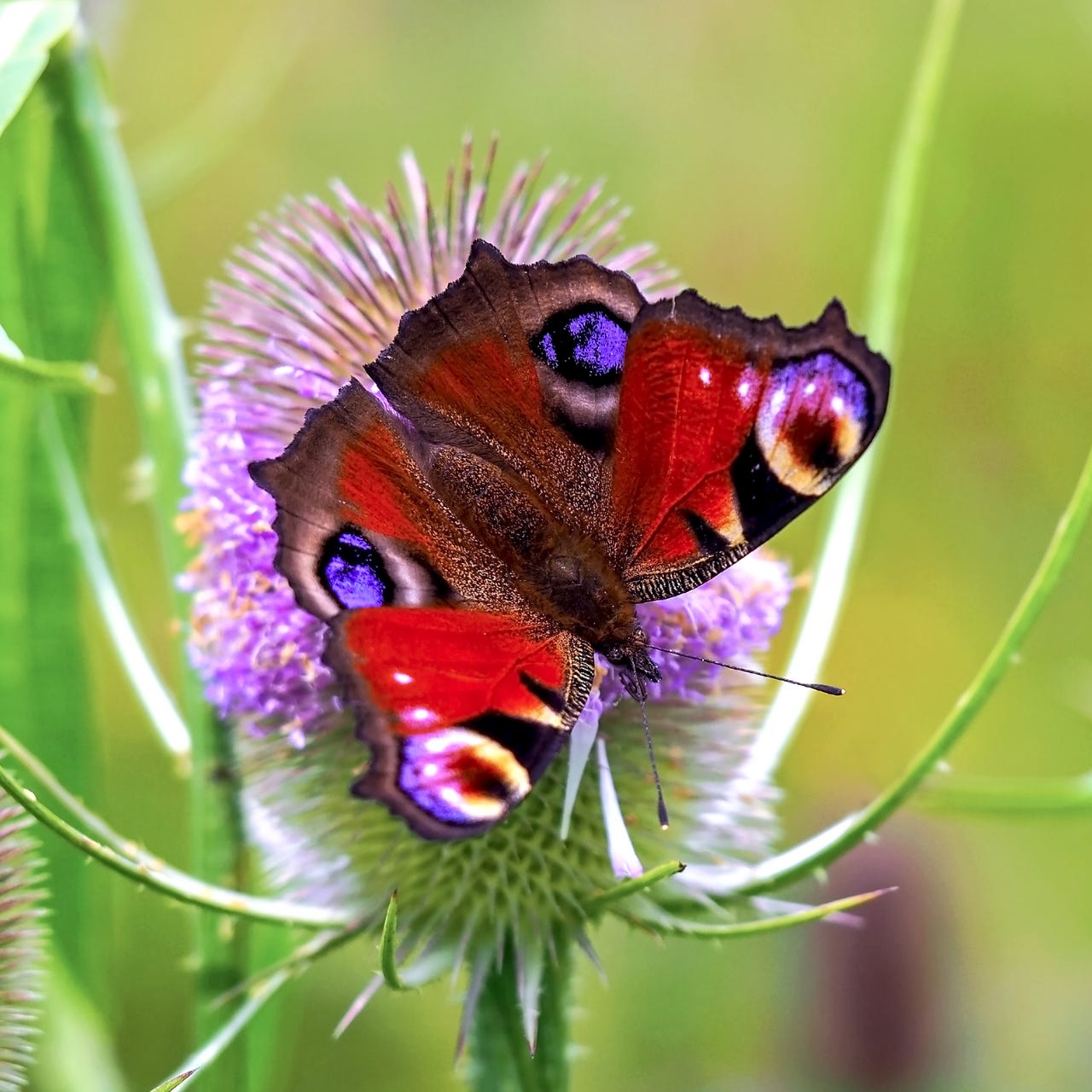 A Nature Lover's Photo Essays