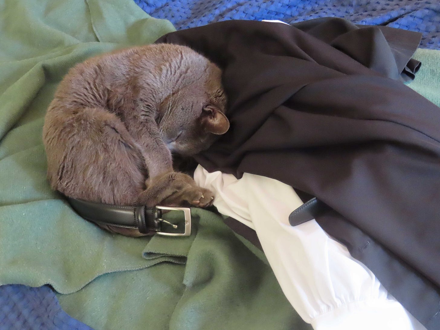 May be an image of cat