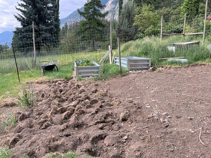 areas of garden with turned over grass clumps