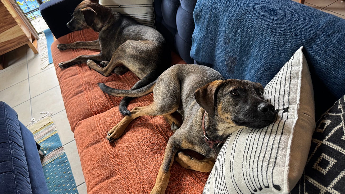 Two dogs on a couch.