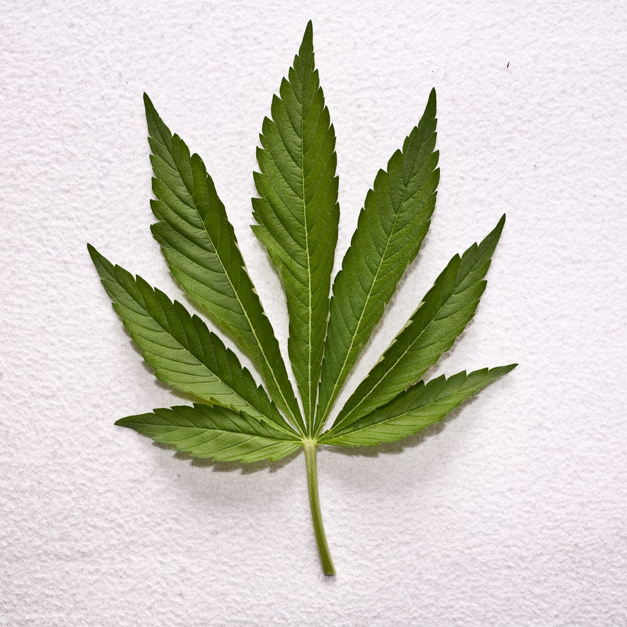 Cannabinoids & the People logo