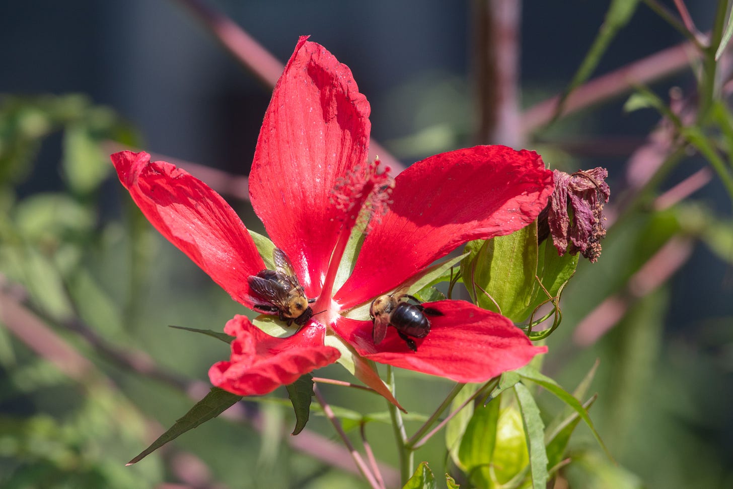 Two carpenter bees on a large red hibiscus flower. The bees have their faces pressed into the flower. The flower has five large petals and a long red stigma with brushy anthers at the end. In the background are green leaves and buds and pinkish-purplish stems of other scarlet hibiscus plants. Two carpenter bees on a large red hibiscus flower. The bees have their faces pressed into the flower. The flower has five large petals and a long red stigma with brushy anthers at the end. In the background are green leaves and buds and pinkish-purplish stems of other scarlet hibiscus plants.