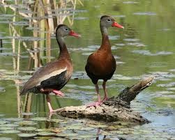 Black-bellied Whistling Duck | Birdspix