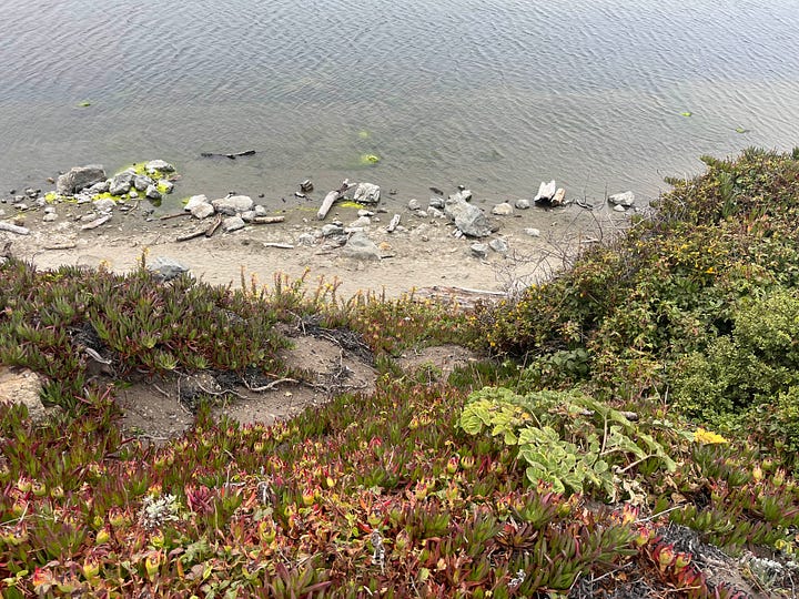 From top left, going clockwise: 1. Looking down at a beach 2. A cheese tasting board in wine country 3. The Charles M Schulz museum 4. A seal resting on a rock off the coast