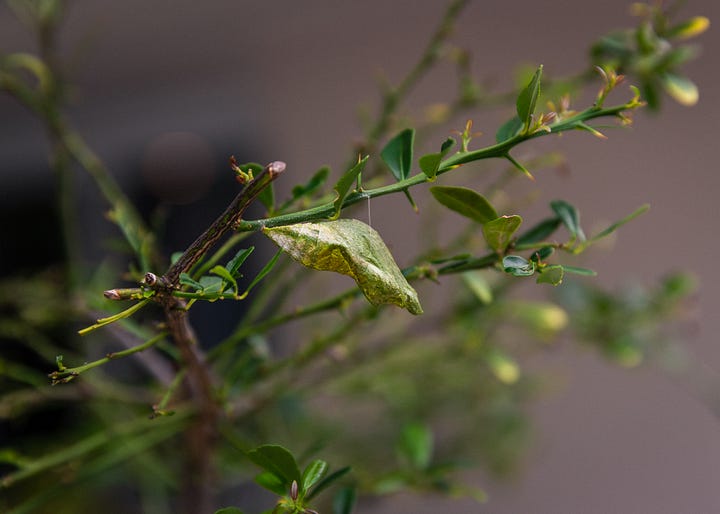 Australian Butterflies