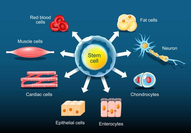 Stem cells Differentiation Stem cells can become any tissue in the body. Differentiation of Stem cell. Isometric Flat vector illustration stem cells stock illustrations Stem cells Differentiation Stem cells can become any tissue in the body. Differentiation of Stem cell. Isometric Flat vector illustration stem cells stock illustrations