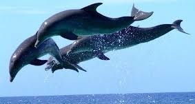 Dolphin World (2025) - All You Need to ...