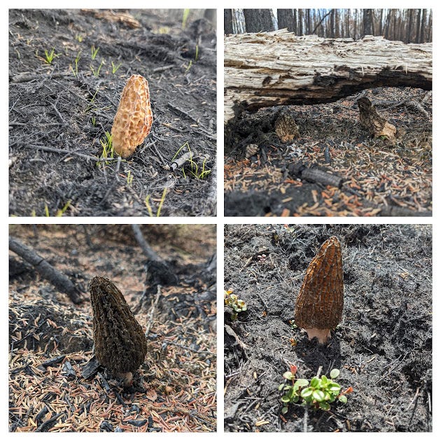 more morels of varying shades