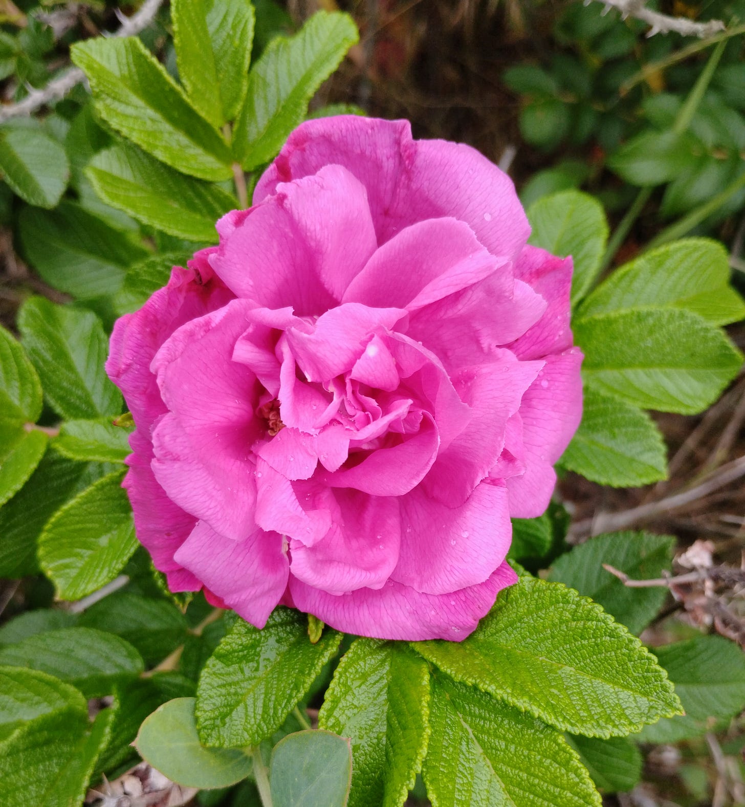 A beach rose blooms in South Seaside Park, NJ.