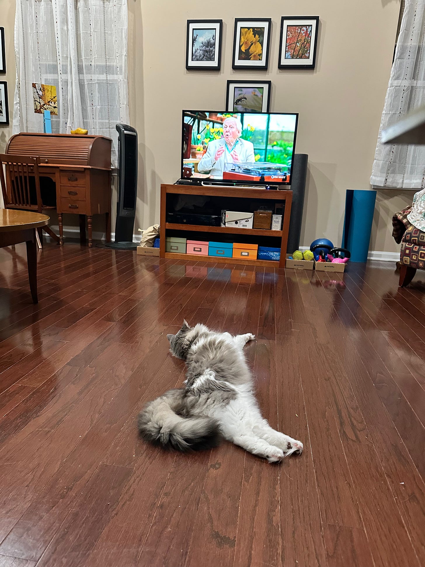 gray and white cat luxuriating in David Attenborough's silken voice