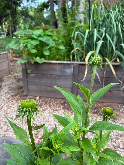 kitchen garden close ups