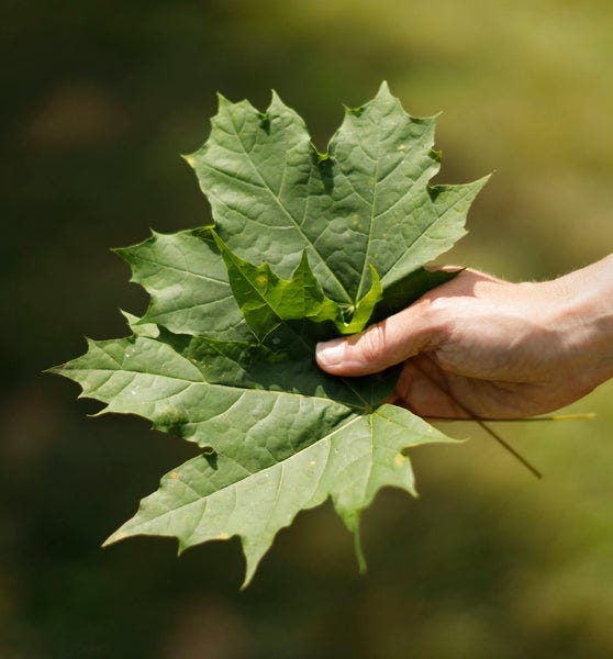 Leaves For blog post When Dooty Calls Dog Photographer Ron Schmidt