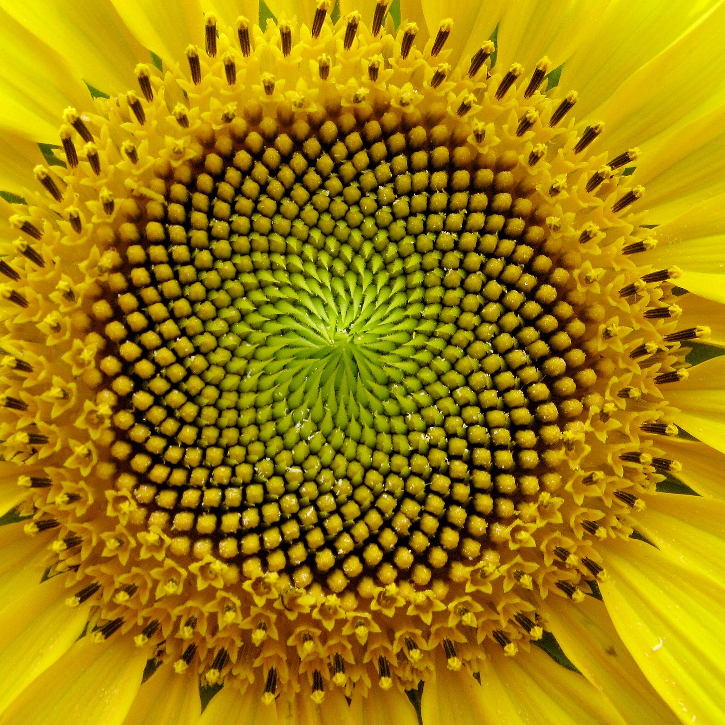Closeup of the spiral center of a sunflower demonstrating the symmetry of the Fibonacci sequence