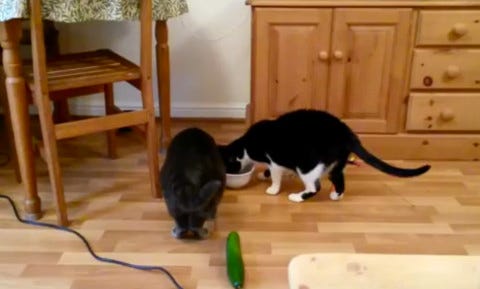 Cats_and_Cucumbers Cats_and_Cucumbers