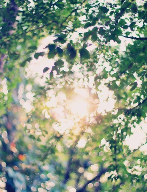 May be an image of tree May be an image of tree