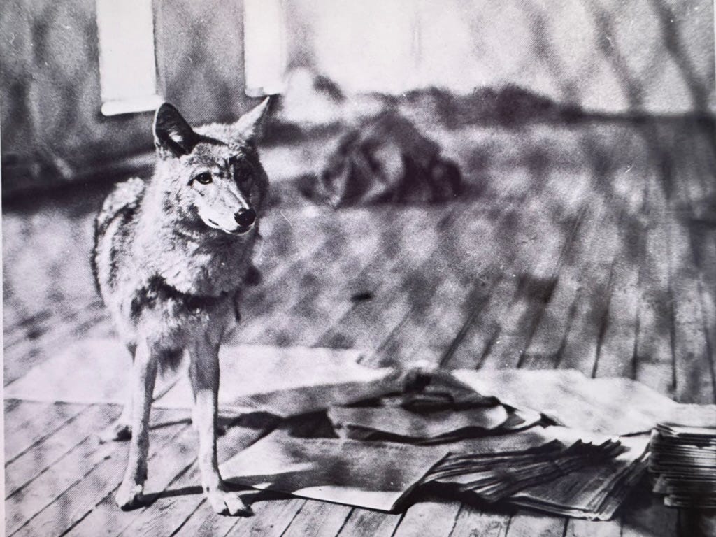 A black and white photograph of a coyote, standing next to a stack of newspapers in a room with a wooden floor. The coyote's ears are up and alert, and he is looking in the direction of the photographer. There is a collar around his neck.
