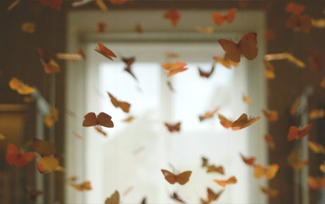 yellow and orange butterfly lot yellow and orange butterfly lot