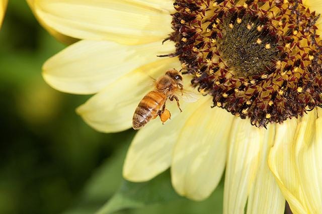 Image of honey bee on sunflower. Image of honey bee on sunflower.
