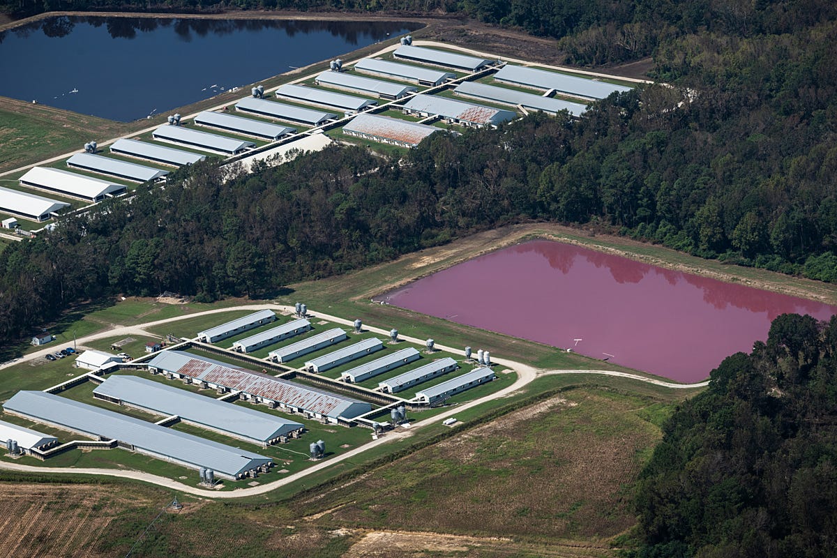 Aerial view of long pig barns in North Carolina beside a bright pink open-air lagoon of pig waste, surrounded by trees. Aerial view of long pig barns in North Carolina beside a bright pink open-air lagoon of pig waste, surrounded by trees.