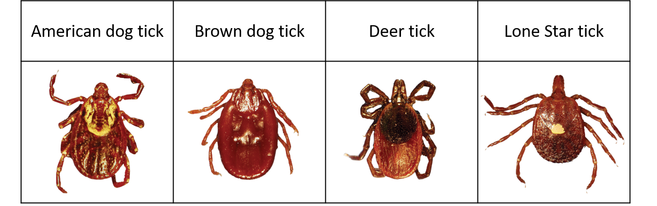 What diseases do ticks carry? | My Pet and I