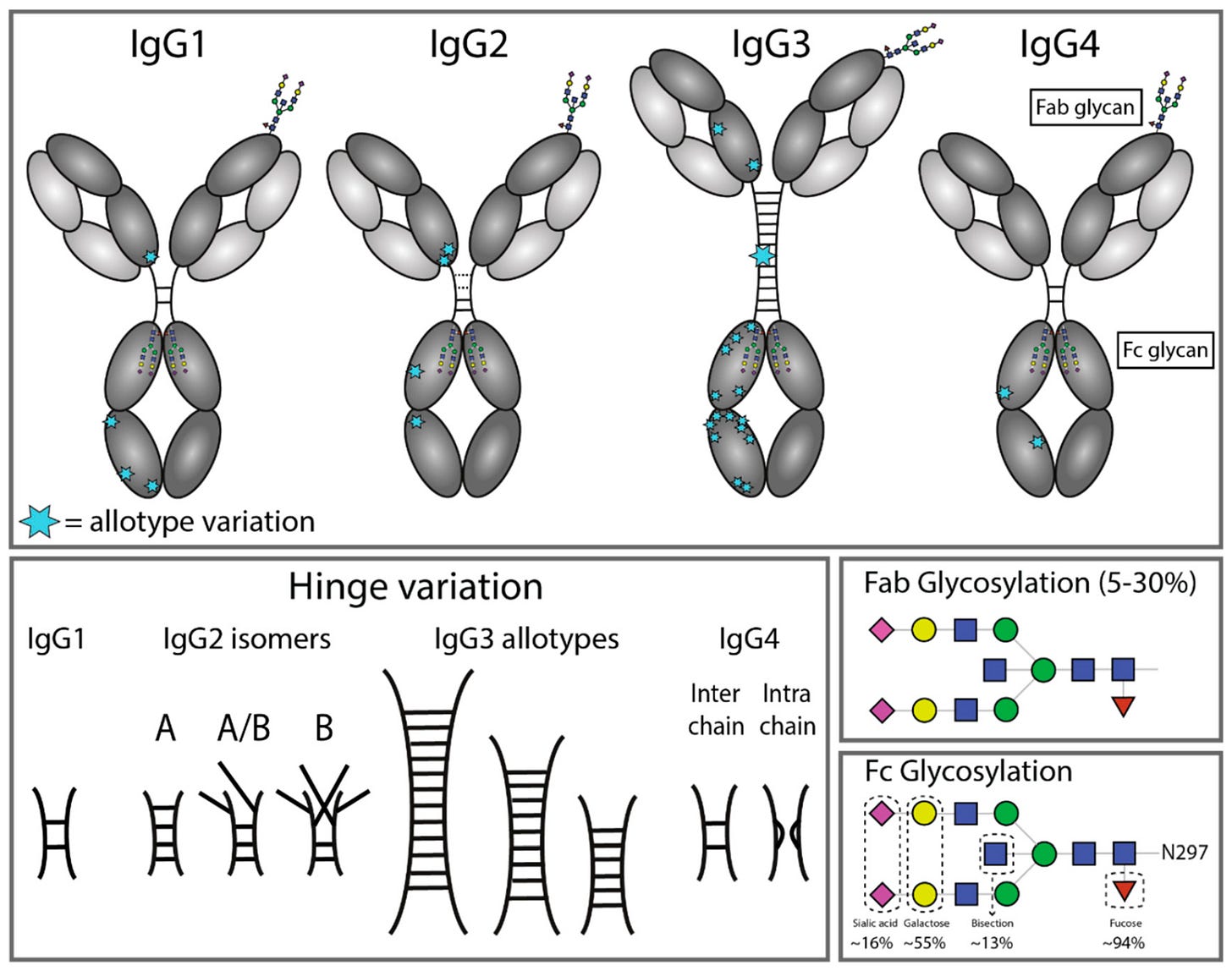Antibodies | Free Full-Text | The Ligands for Human IgG and Their Effector Functions Antibodies | Free Full-Text | The Ligands for Human IgG and Their Effector Functions