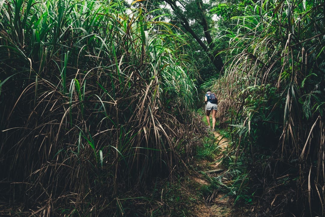 Randonnée forêt Taïwan 2018