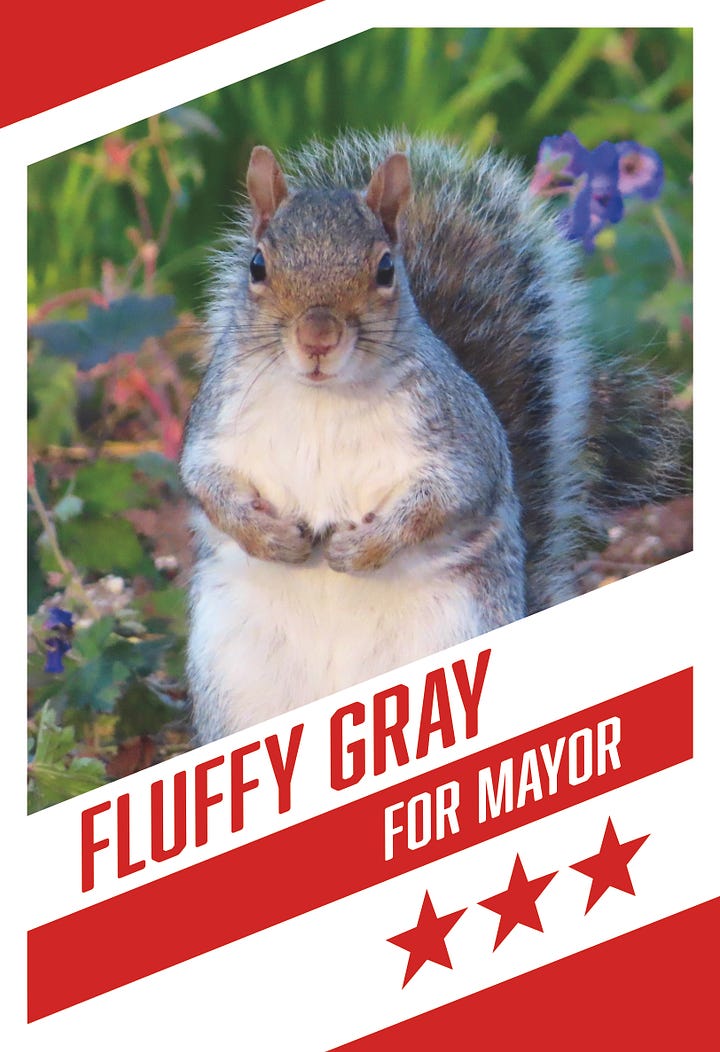 Left: Gray squirrel standing in green grass Right: Gray squirrel campaign poster