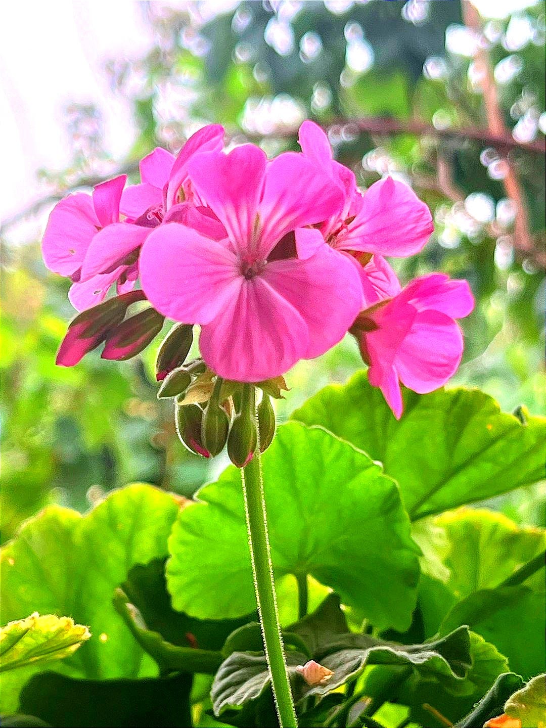 A close up of a pink flower with green leaves A close up of a pink flower with green leaves