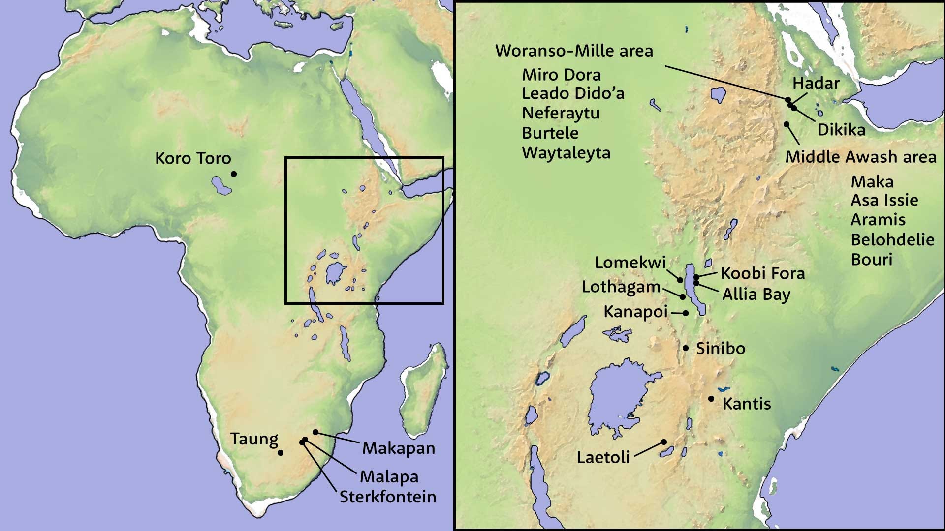 Guide to Australopithecus species - John Hawks
