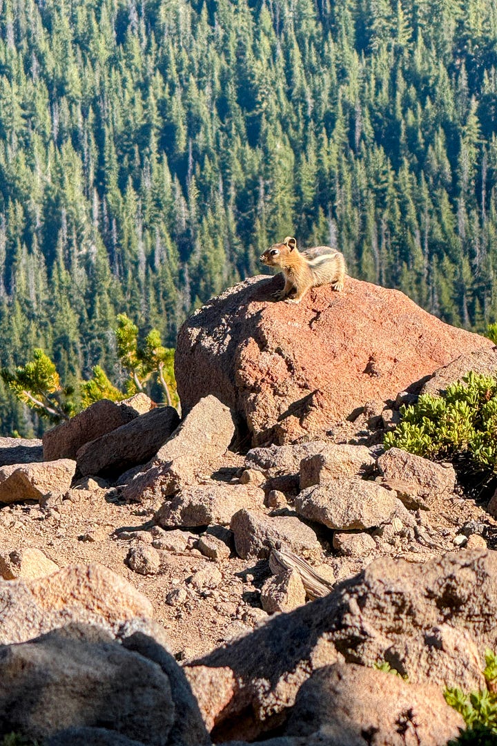 Golden mantel squirrel, phantom ship, Wizard Island, reading Crater Lake quarterly quide