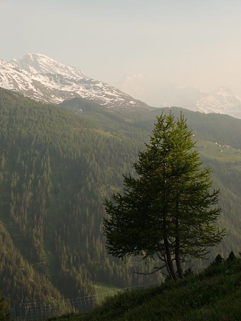 Eringer cows in the Swiss mountains