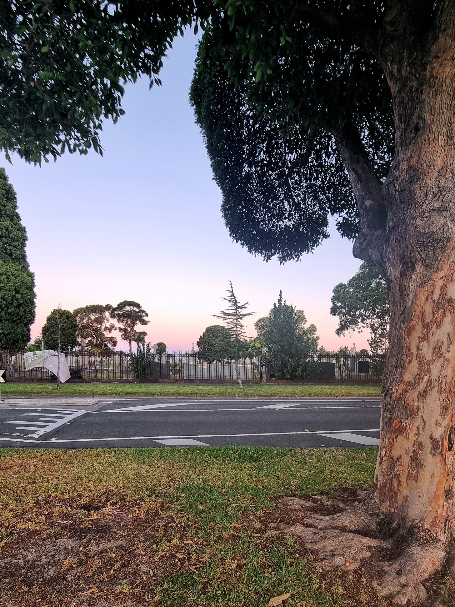 A fading purple-to-pink reverse sunset in a cloudless sky framed by a tree trunk and its branches, a road, and a cemetery. 