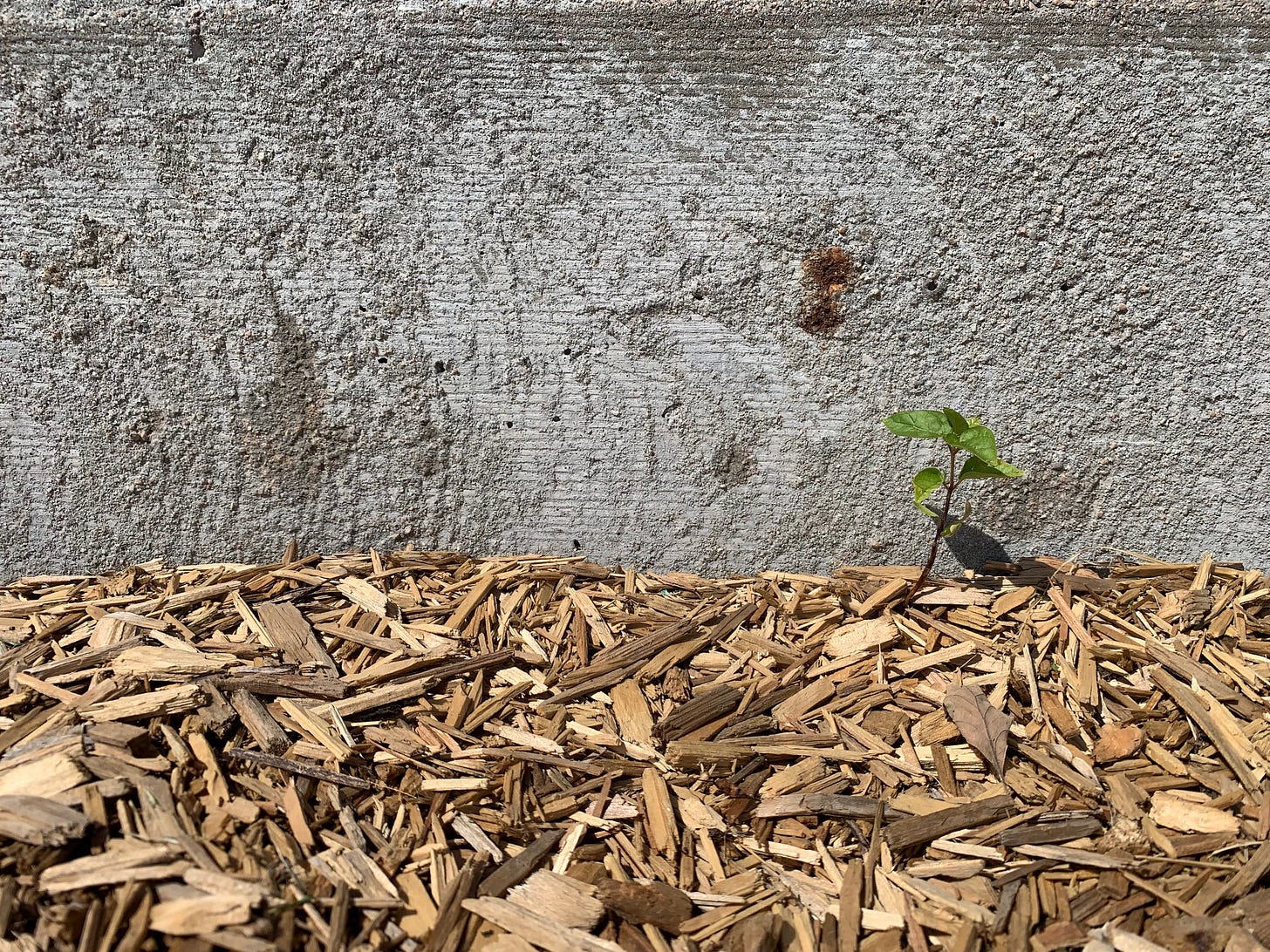 A small green shoot sprouts from a bed of brown bark, stark against a grey concrete wall.