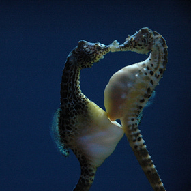 The Mental Immune System