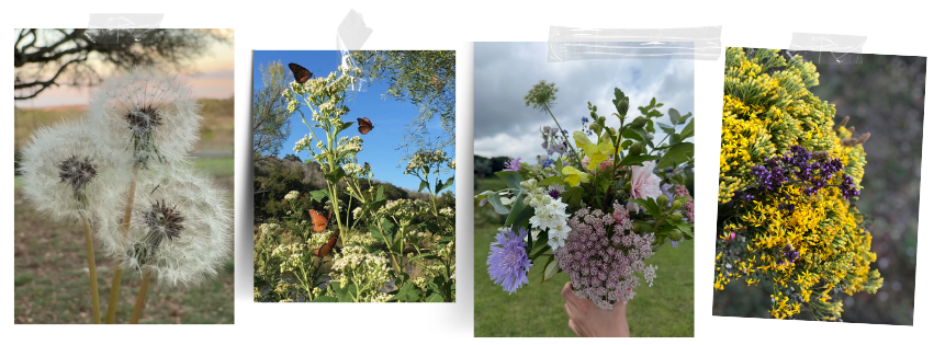 Texas frostweed plant in roadside ditch, symbol of natural resilience in home design