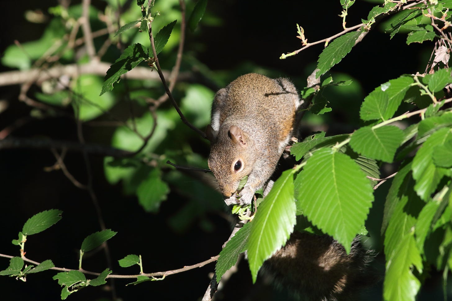 An Eastern gray squirrel perched on an elm branch, leaning forward with head tucked down, nibbling on bright green, papery elm fruits. The squirrel’s fur is a dense salt-and-pepper mix of gray, tan, white, and warm brown. Sunlight illuminates the squirrel the delicate serrated edges of the bright, dark green elm leaves. The background is a dramatic mix of deep, black shadows and bright, sunlit green foliage, creating a sharp spotlight effect on the squirrel, elm fruits, and the elm leaves in the foreground.