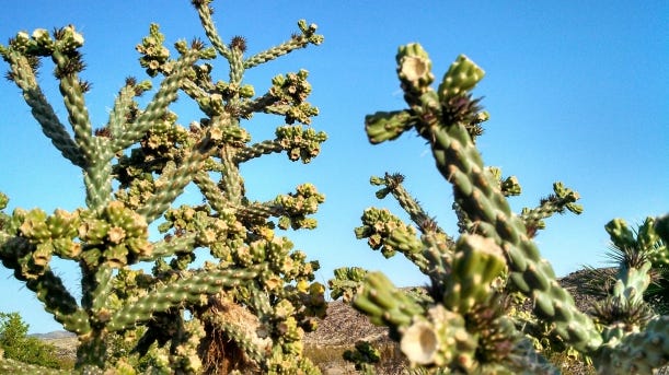 cacti cacti