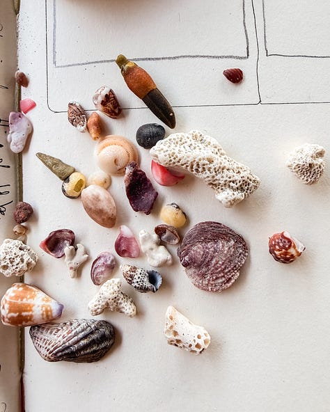 Pacific Ocean Costa Rica sea treasures shells coral 