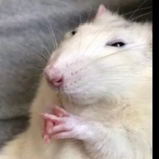 This may contain: a close up of a rat on a person's lap with his hand in its mouth This may contain: a close up of a rat on a person's lap with his hand in its mouth