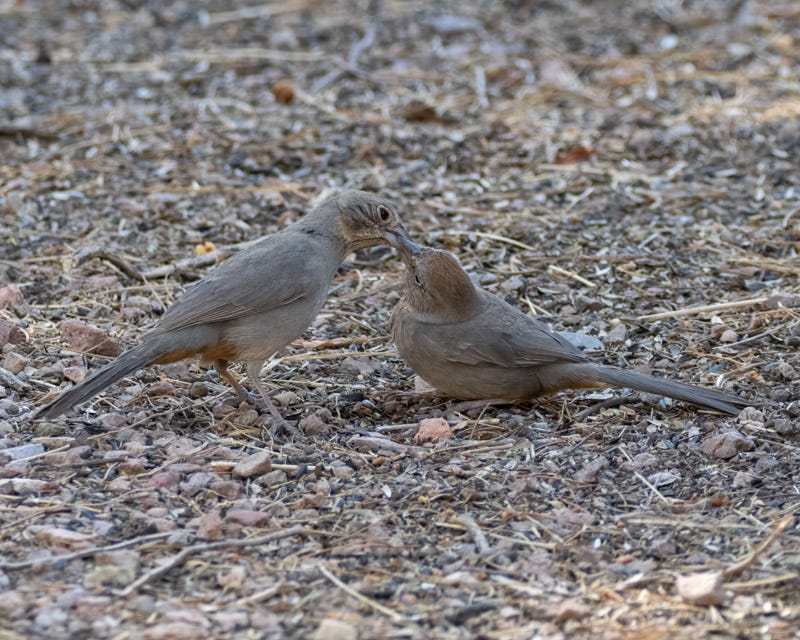 20250430-Chiricahuas-567-Edit.jpg 20250430-Chiricahuas-567-Edit.jpg