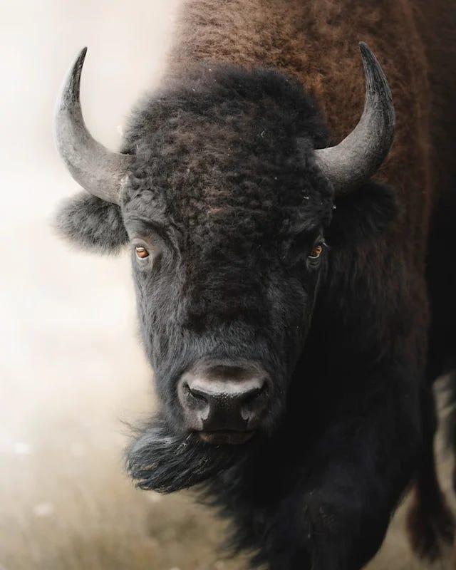 Close-up bison portrait showing shallow depth of field wildlife photography technique with sharp eye focus and soft atmospheric background and Red fox wildlife photography with atmospheric fog and shallow depth of field creating dreamy natural background blur and separation