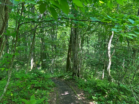 Greenery of Juniko and Wakitsubo Pond.
