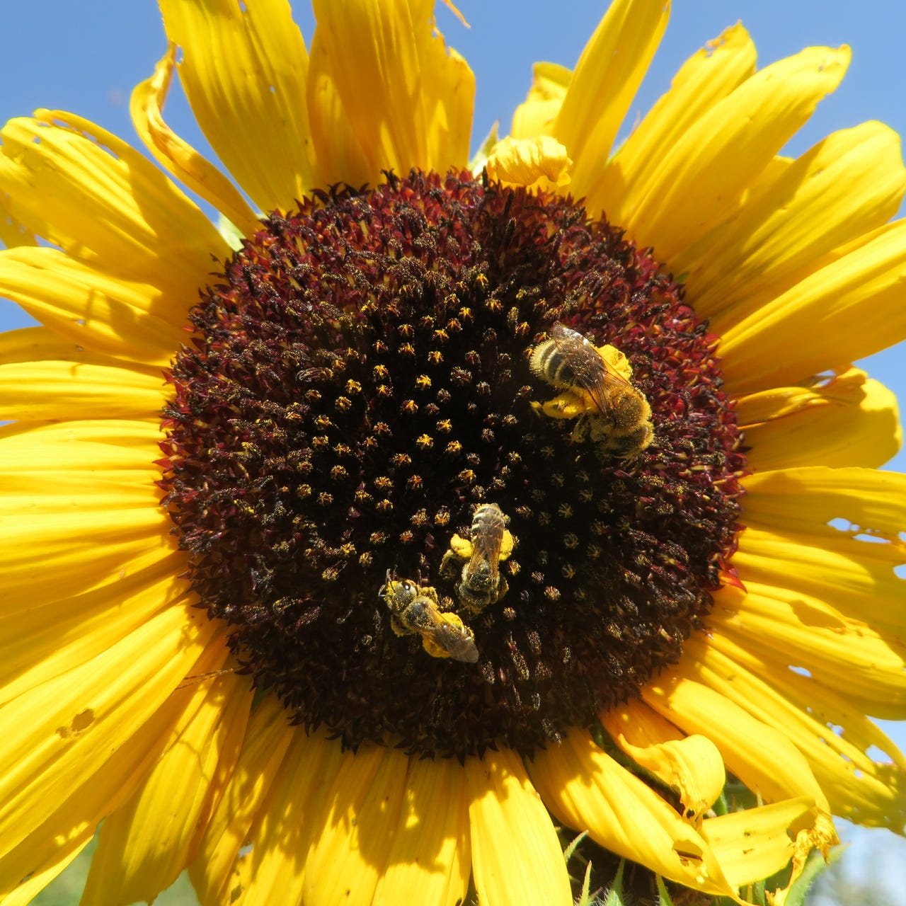 Giving Ground Seeds- notes from the field logo