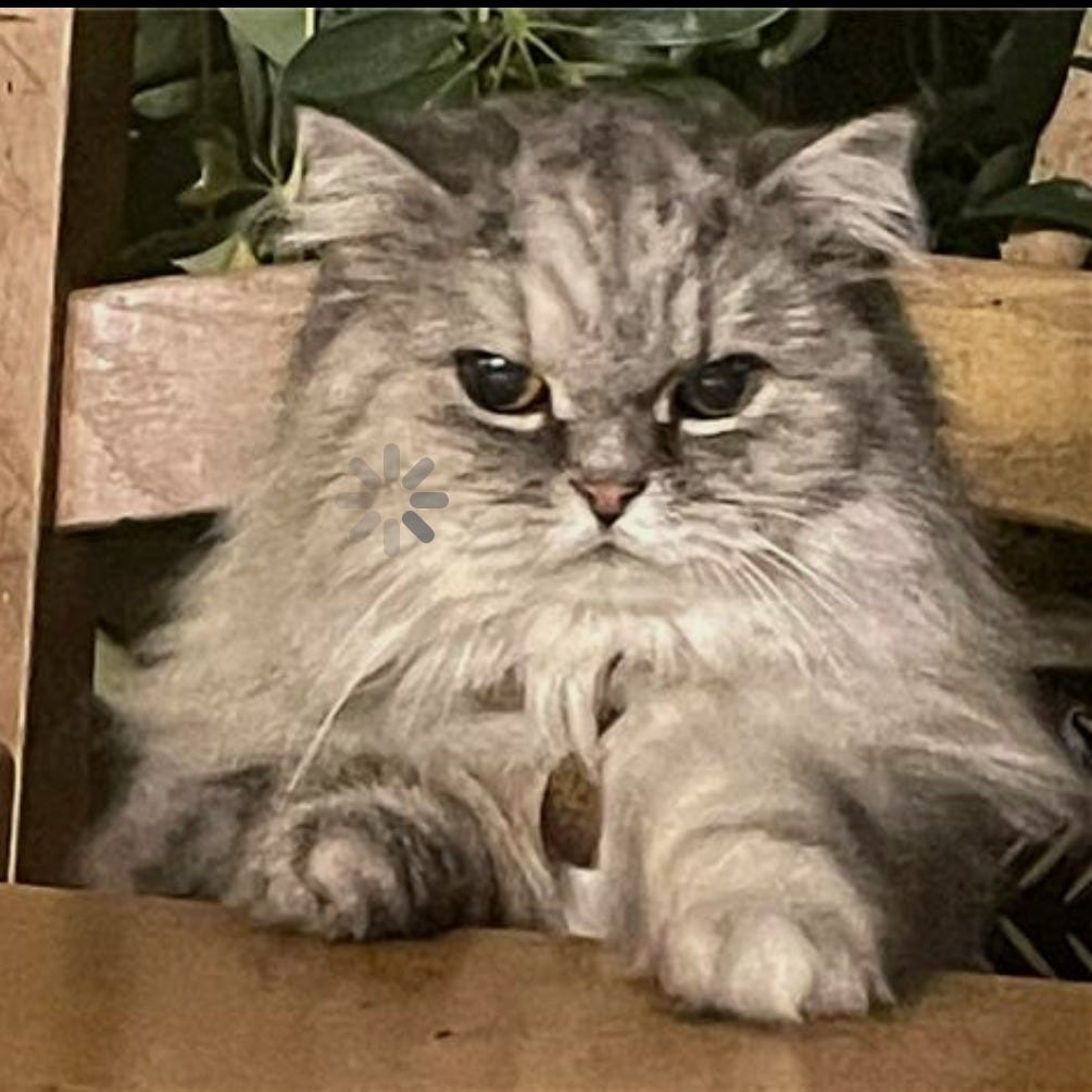 T-Bills 'n' Thrills and Bellyaches