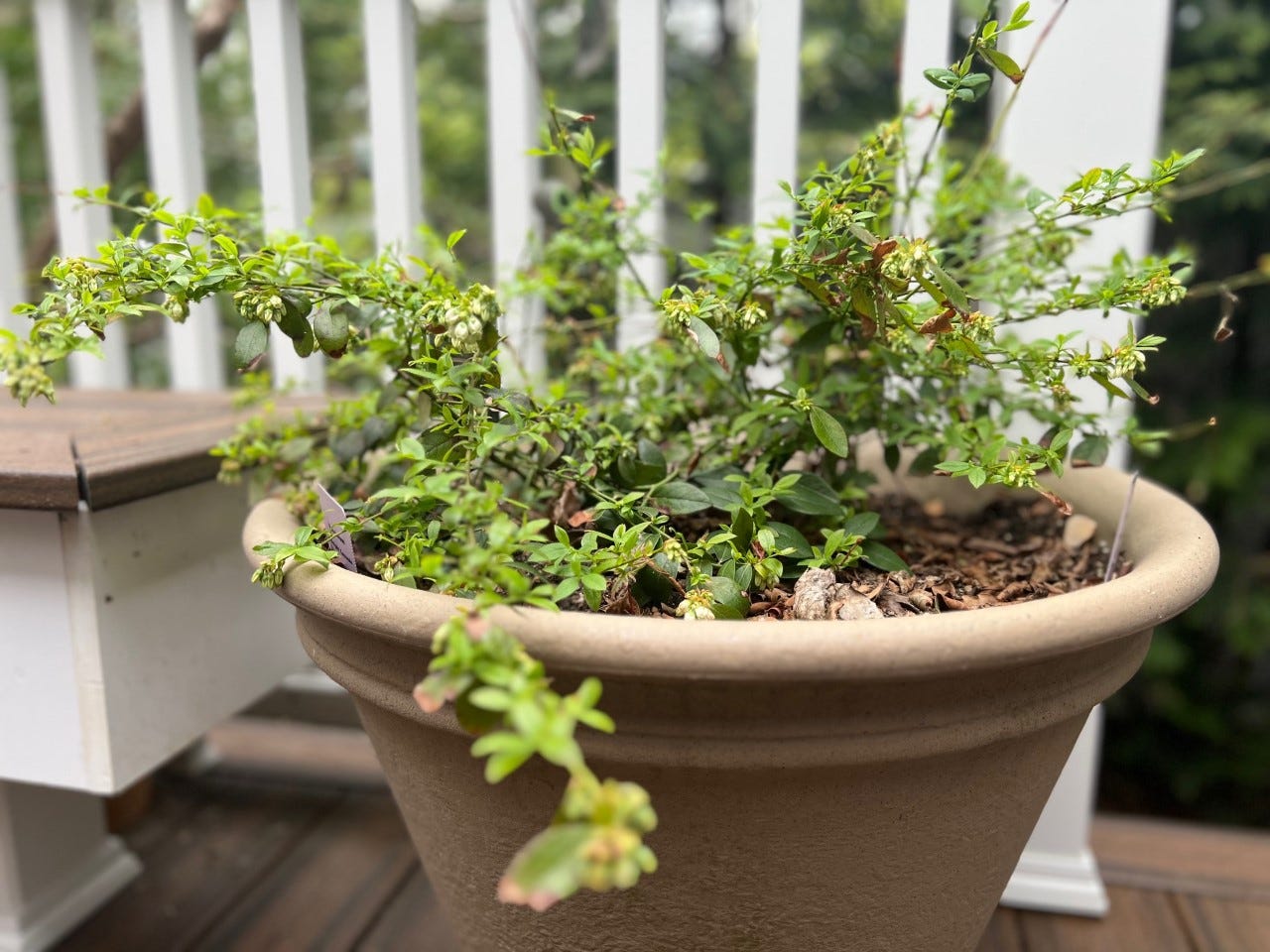 How to grow blueberries