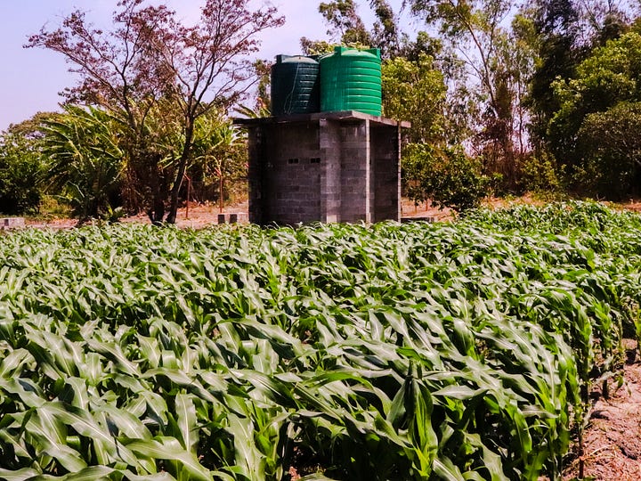Irrigated maize field